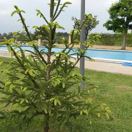 Sausa